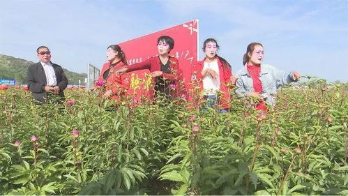 曲子戏演出为乡村旅游文化节添色彩