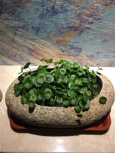 长春高新生长激素集采传闻引发跌停，公司回应“市场预期但未获信息”