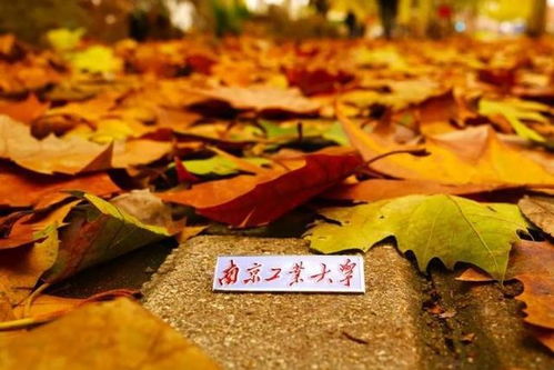 南京工业大学 百廿育才，铸就科技与产业辉煌——庆祝建校119周年